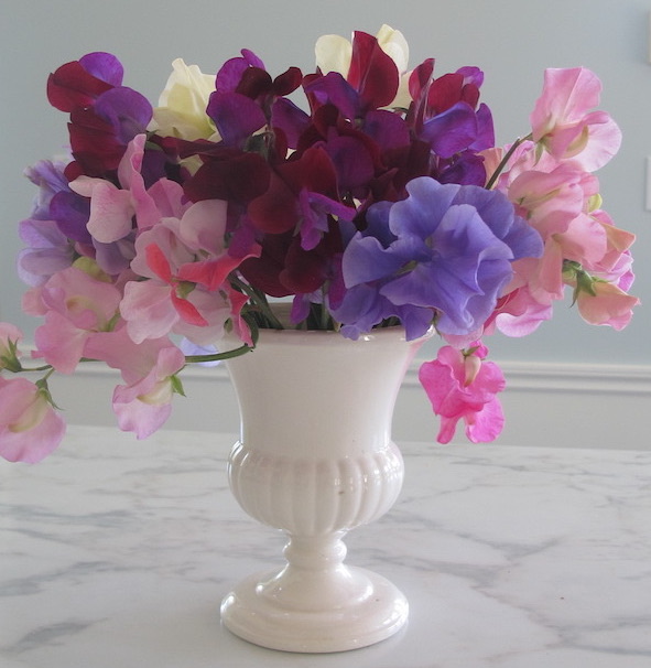 sweet peas in a vase